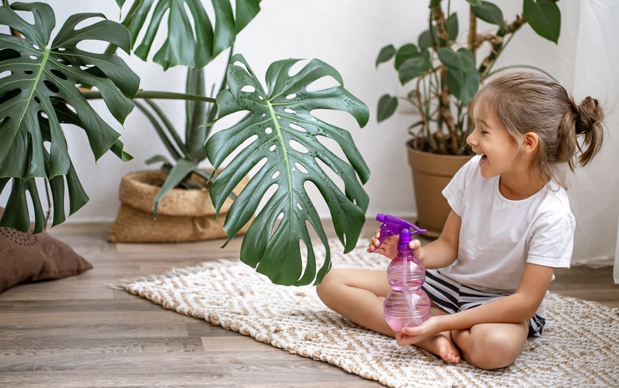 Little girl spraying houseplant leaves, taking care of plant Monstera.